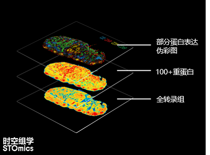 时空蛋白转录组产品方案